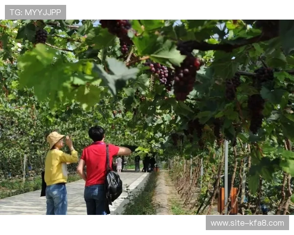 新葡萄娱乐城手机版下载让你随时随地享受高品质娱乐体验